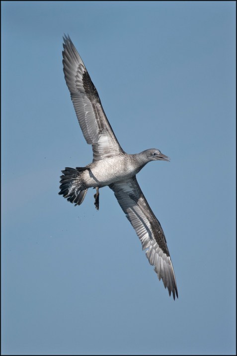 NorthernGannetJuvenile2019B