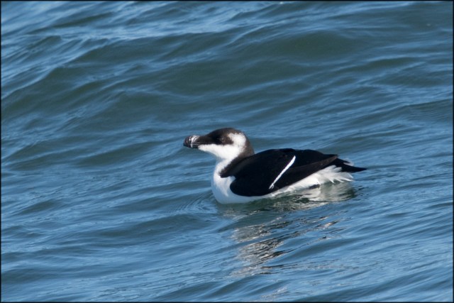 Razorbill2019