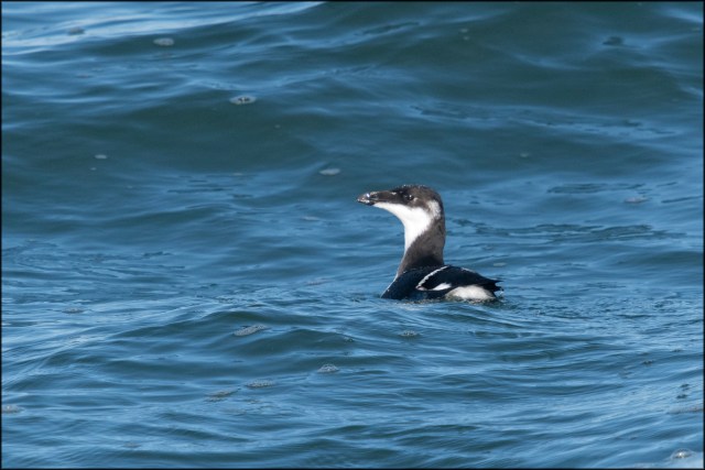 Razorbill2019B
