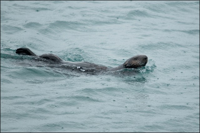 SeaOtter2019